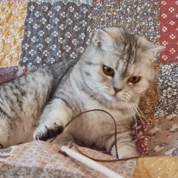 Hera sucht ein liebevolles Zuhause