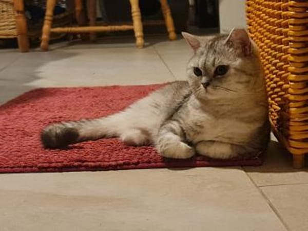 Hera sucht ein liebevolles Zuhause