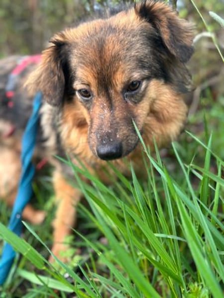 TRIXIE, Mix, geb. 02/2023