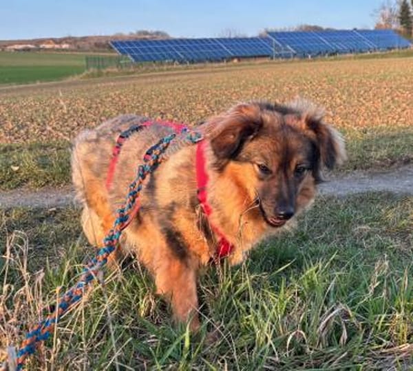 TRIXIE, Mix, geb. 02/2023