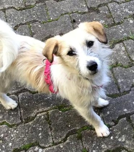 CORINNA, Mix, geb. 07/2025