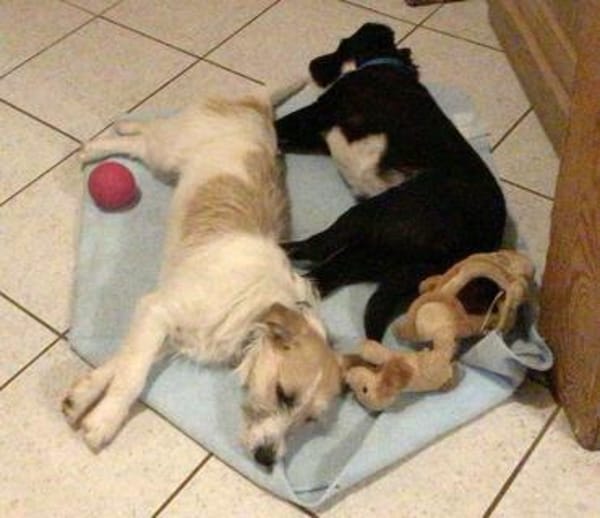 CORINNA, Mix, geb. 07/2025