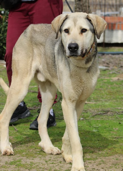 ASLAN