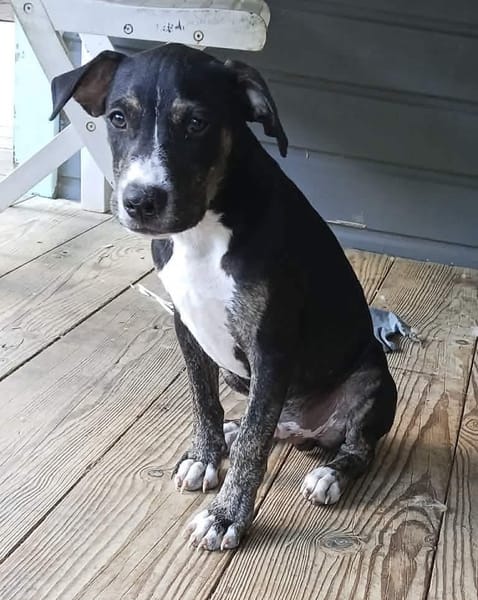 DARWIN adorable petit garçon