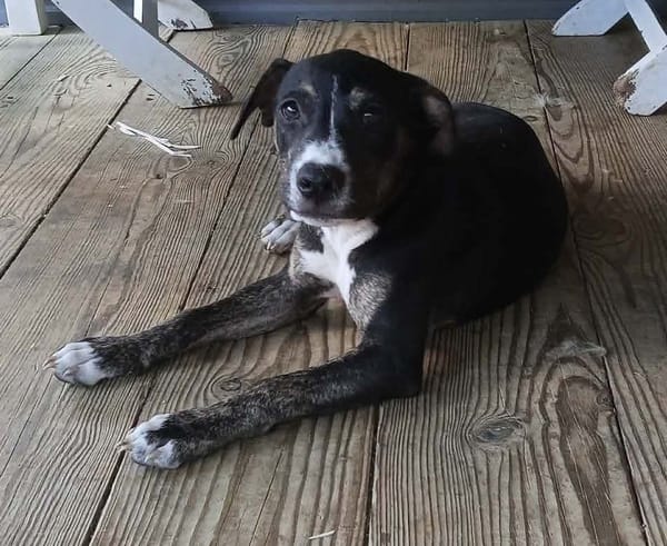 DARWIN adorable petit garçon
