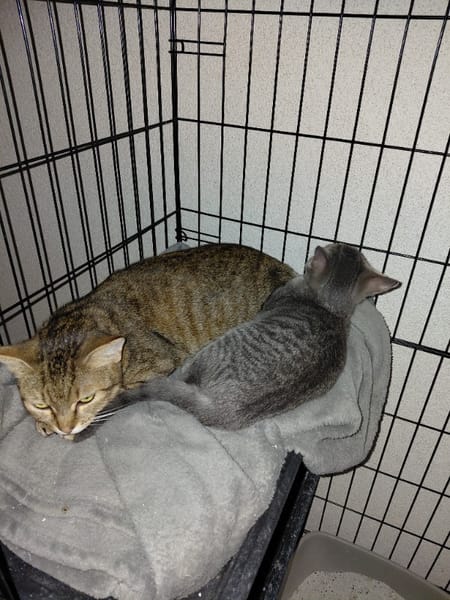 AYA jeune chatte