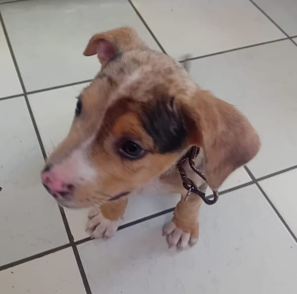 ARROW, CHIOT MÂLE BERGER CRÉOLE