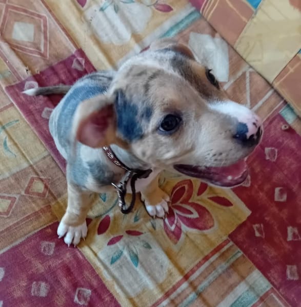ARROW, CHIOT MÂLE BERGER CRÉOLE