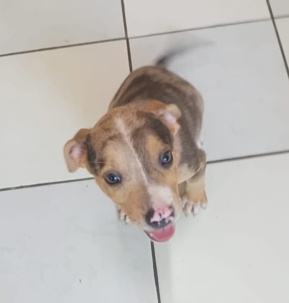 ARROW, CHIOT MÂLE BERGER CRÉOLE