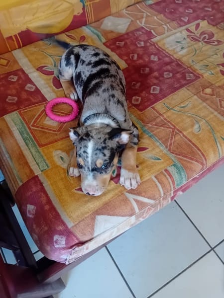 STETSON, CHIOT MÂLE BERGER CRÉOLE