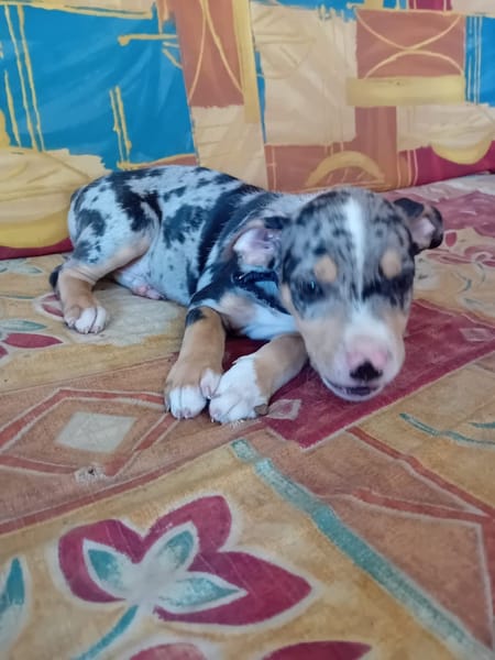 STETSON, CHIOT MÂLE BERGER CRÉOLE