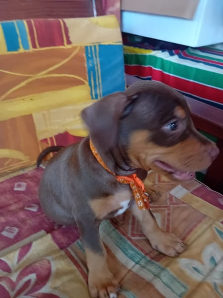 ISKA, chiot femelle Berger Créole