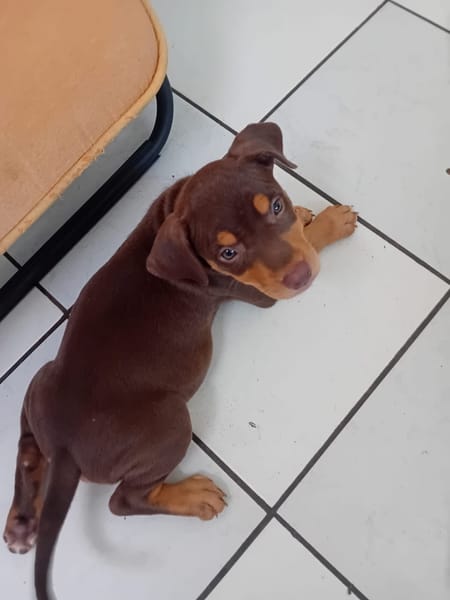 ISKA, chiot femelle Berger Créole