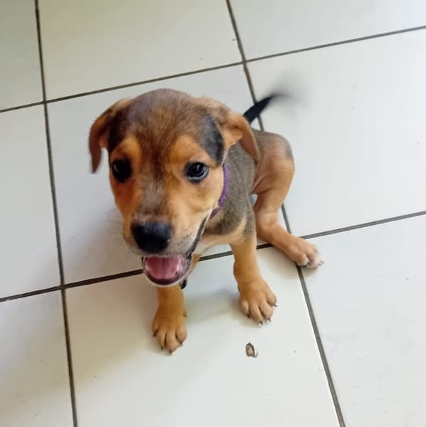 LUMA, chiot femelle Berger Créole