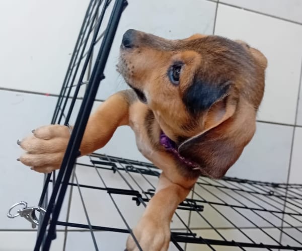 LUMA, chiot femelle Berger Créole