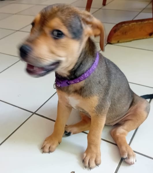 LUMA, chiot femelle Berger Créole