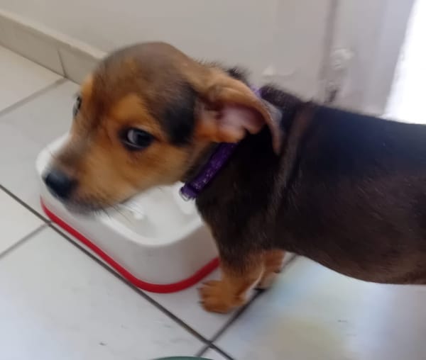 LUMA, chiot femelle Berger Créole