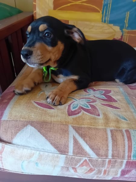 NERA, chiot femelle Berger Créole