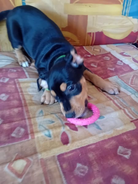 NERA, chiot femelle Berger Créole