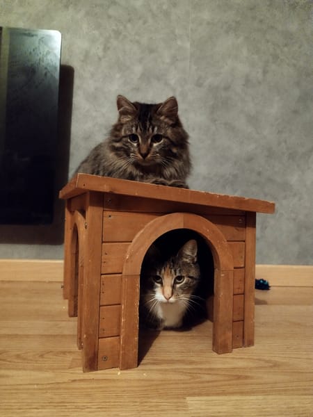 Lyra et Asven