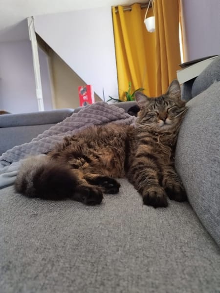 Lyra et Asven