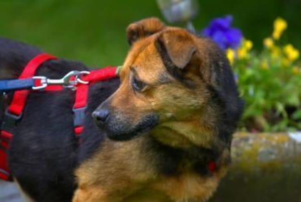 Gloria 6-jährige franz Bull Mix