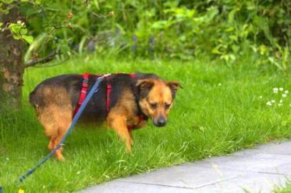 Gloria 6-jährige franz Bull Mix