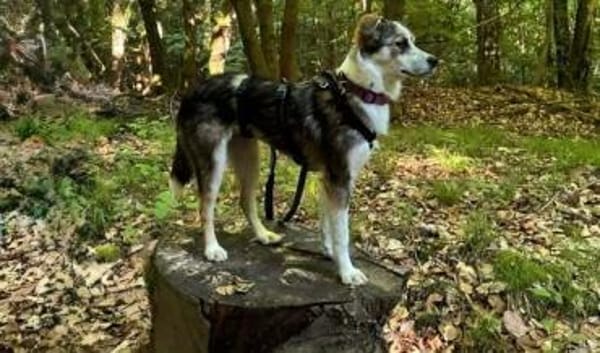 LORELEI * Verschmuste Sie in Tricolor