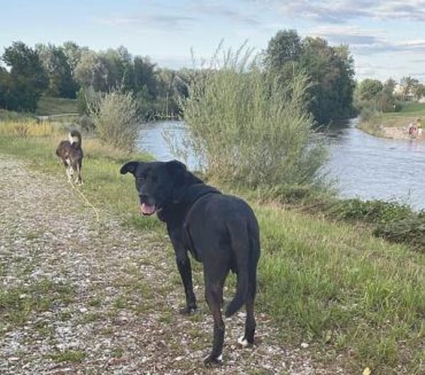 Hübscher Bean wartet in Deutschland