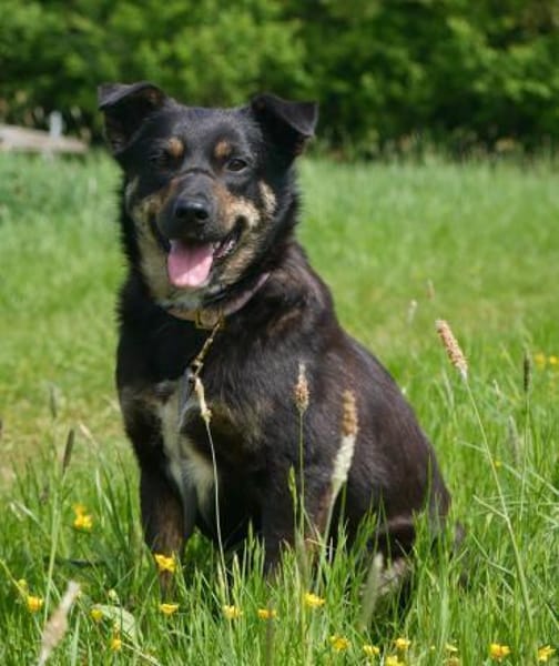 Melvin - entspannt, zutraulich - in DE