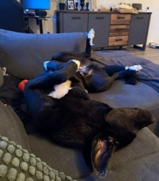 verschmuster und verspielter Hugo
