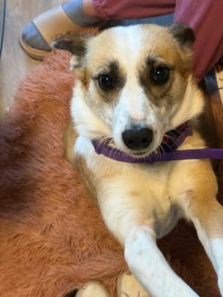 Anfängerhund DARCY in PLZ 55483 🆘‼