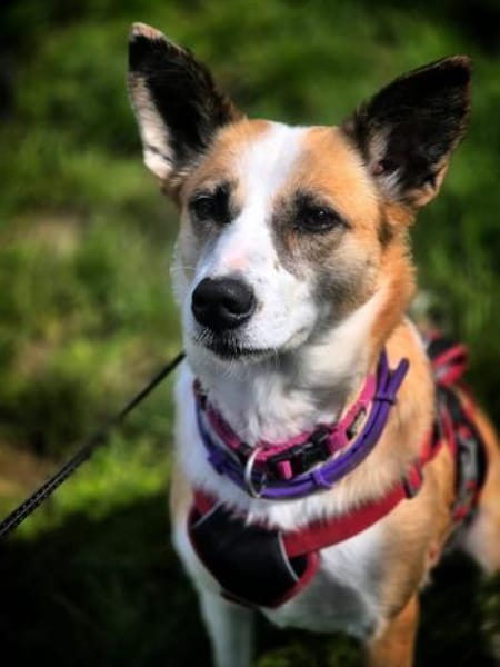 Anfängerhund DARCY in PLZ 55483 🆘‼