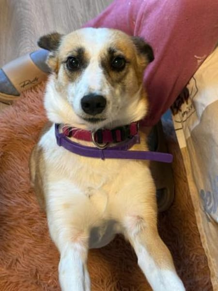 Anfängerhund DARCY in PLZ 55483 🆘‼