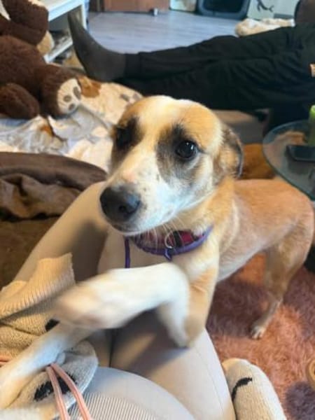 Anfängerhund DARCY in PLZ 55483 🆘‼