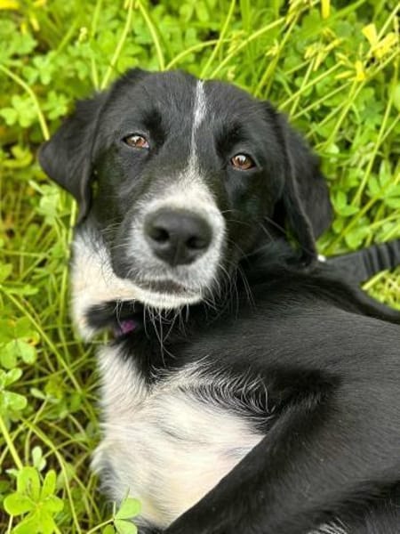 Bezaubernde Hazel sucht ein Zuhause