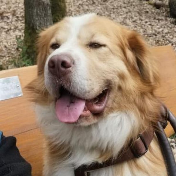 Vermittlungshilfe für Lenny ❤