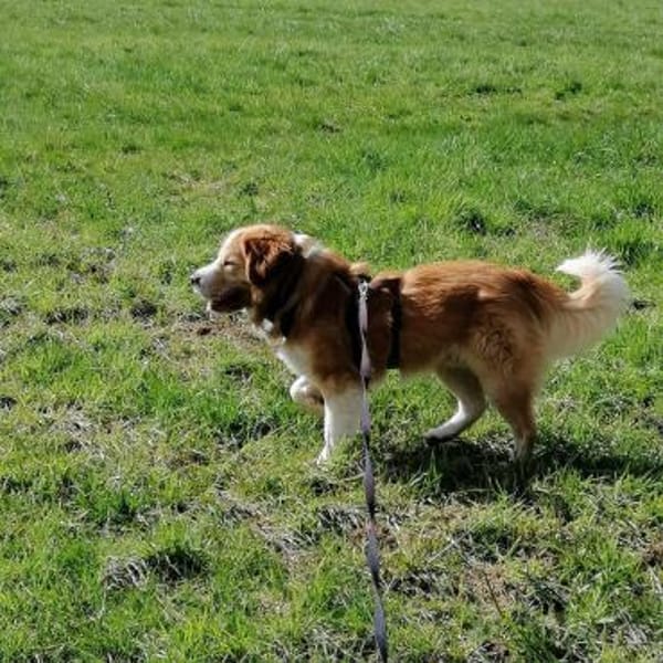 Vermittlungshilfe für Lenny ❤