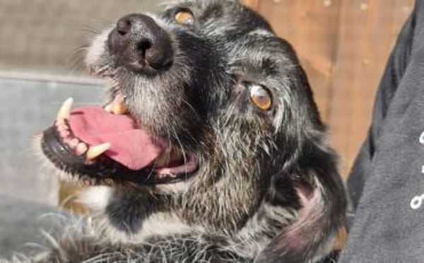 Ignis sucht ruhiges, stabiles Zuhause