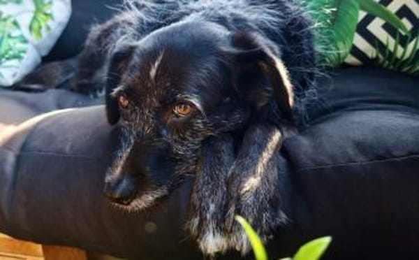 Ignis sucht ruhiges, stabiles Zuhause