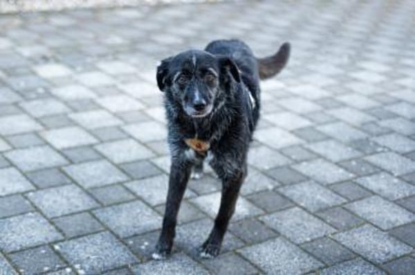 Ignis sucht ruhiges, stabiles Zuhause