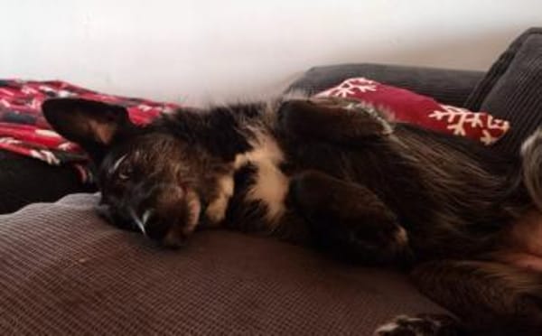 Ignis sucht ruhiges, stabiles Zuhause