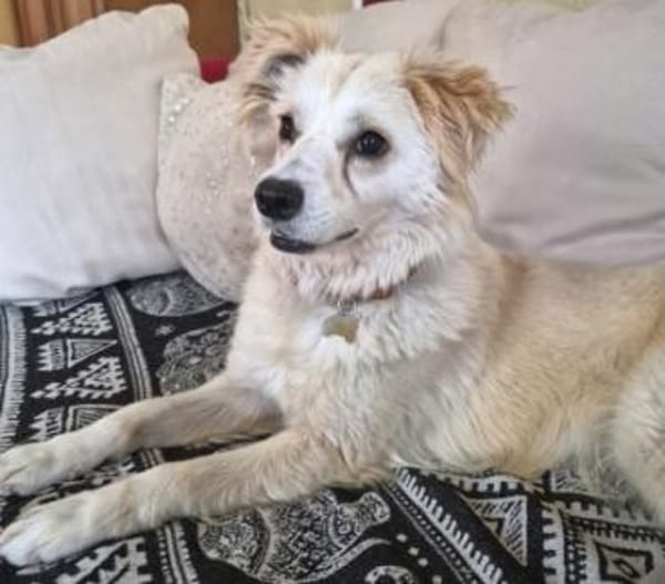 SWEETY will endlich leben dürfen