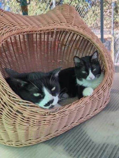 Liebes Katzenpaar Quica & Quico