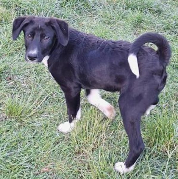 CIELO -rundum tolles Hundekind-