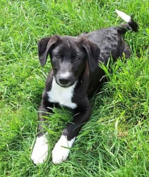 CIELO -rundum tolles Hundekind-