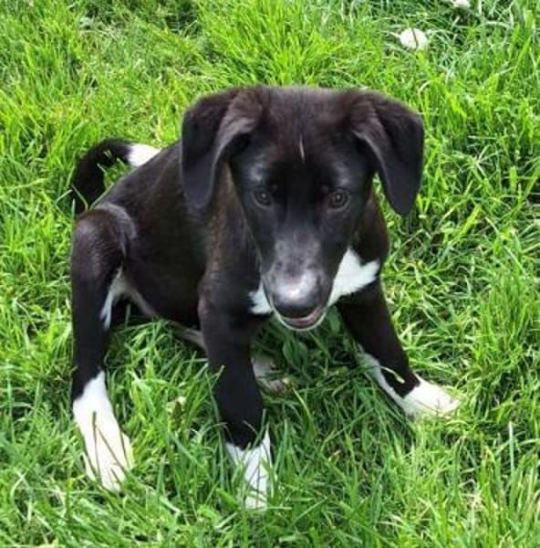 CIELO -rundum tolles Hundekind-