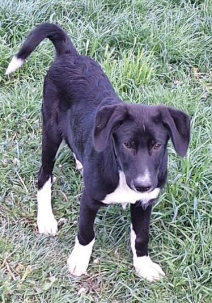 CIELO -rundum tolles Hundekind-