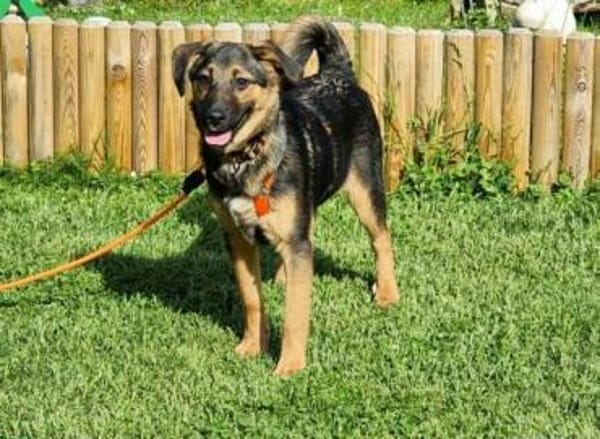 ELLIE -Rundum tolles Hundekind-