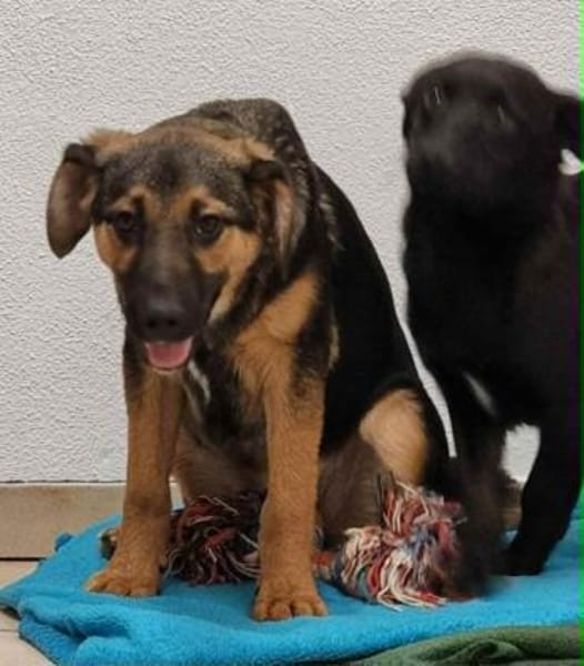 ELLIE -Rundum tolles Hundekind-